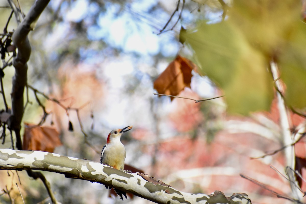 Red-bellied Woodpecker - ML644493802