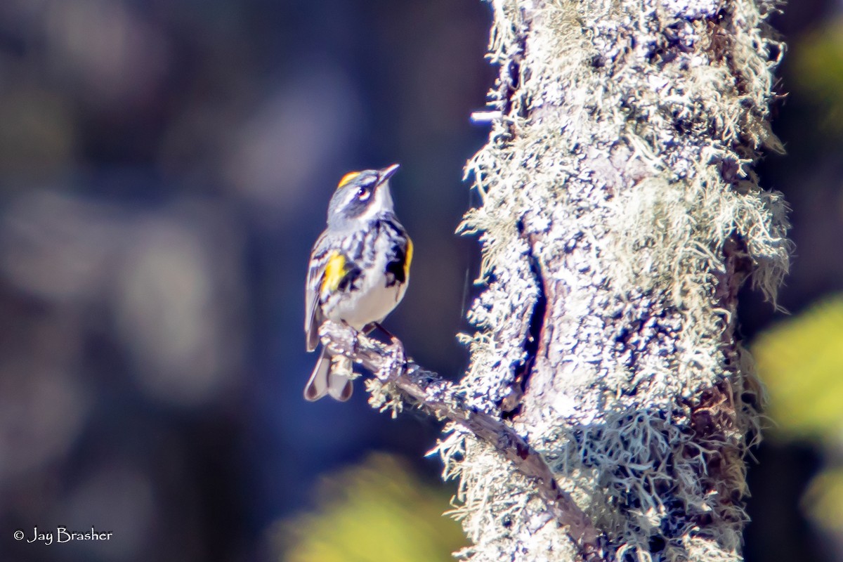 Paruline à croupion jaune (coronata) - ML644493810