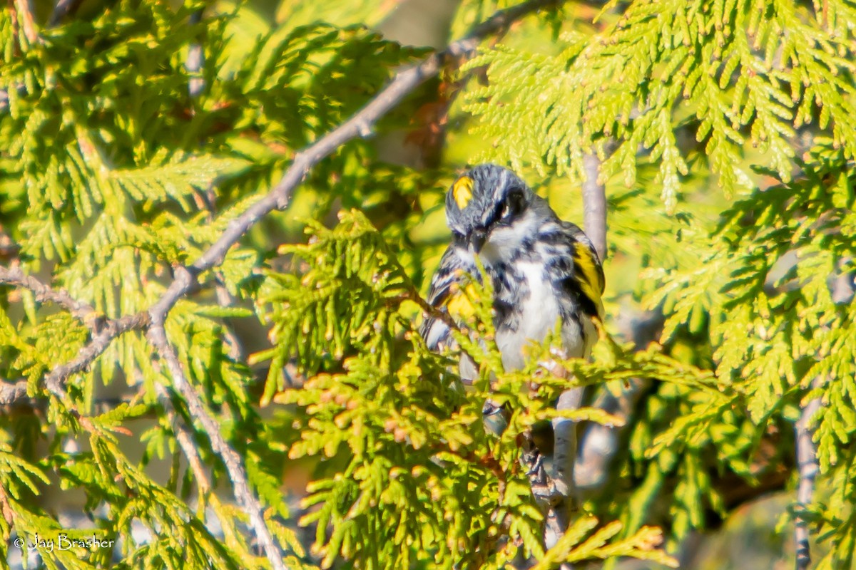 Paruline à croupion jaune (coronata) - ML644493811