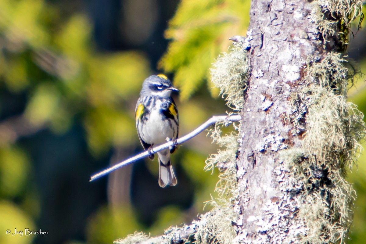 Paruline à croupion jaune (coronata) - ML644493812