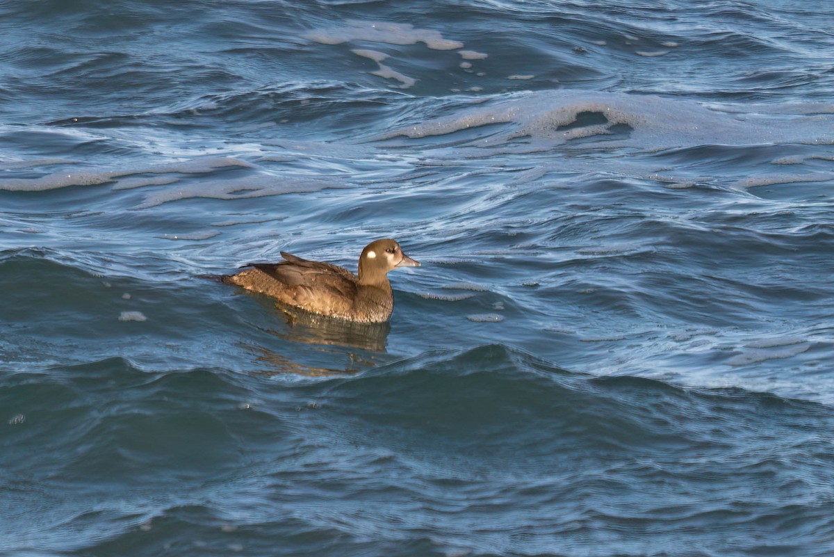 Ahate arlekina - ML644493826