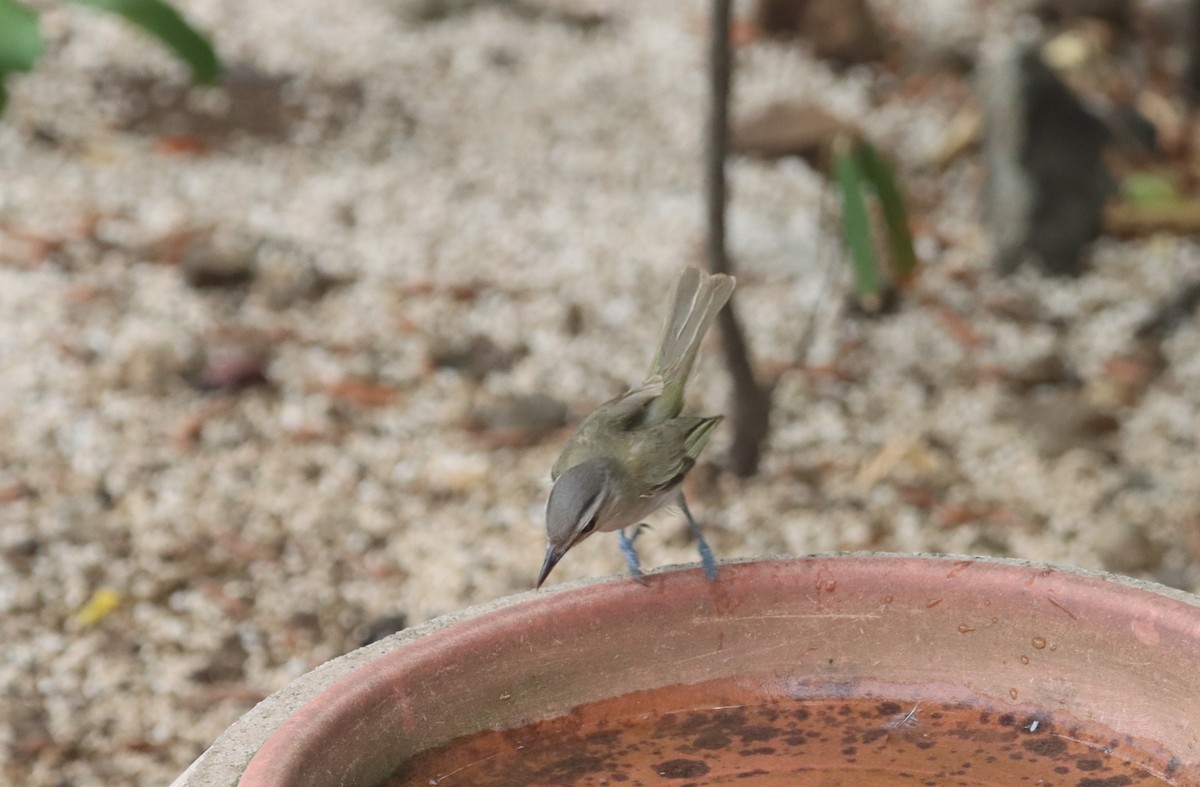 Черноусый виреон - ML644493827