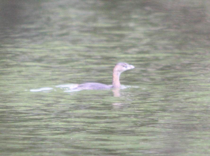 Grèbe à bec bigarré - ML644493834