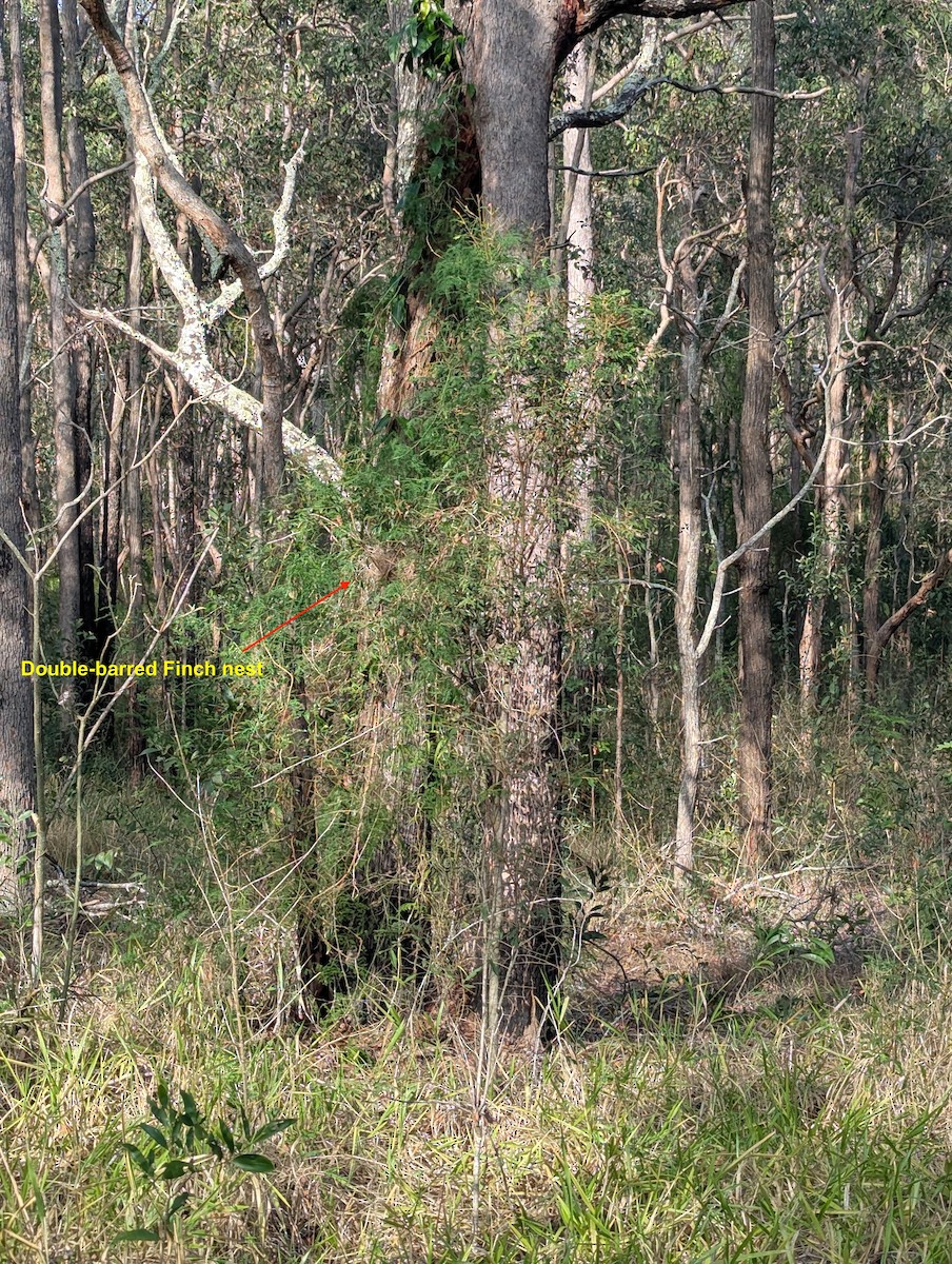Double-barred Finch - ML644493848
