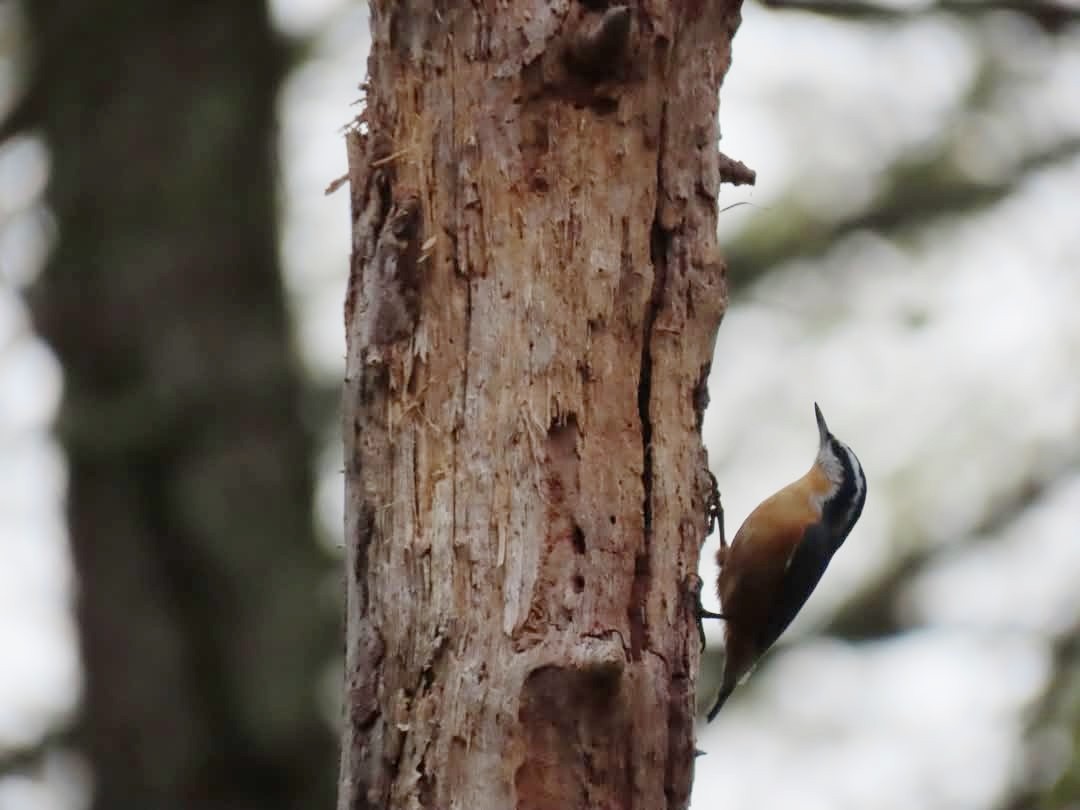 Red-breasted Nuthatch - ML644493857