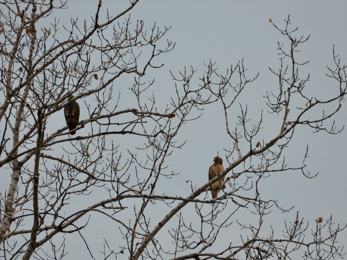 Red-tailed Hawk - ML644493860