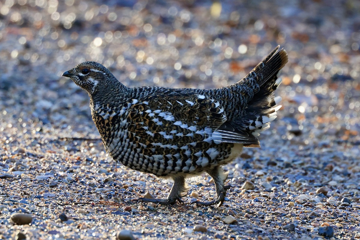 Gallo Canadiense - ML644493862