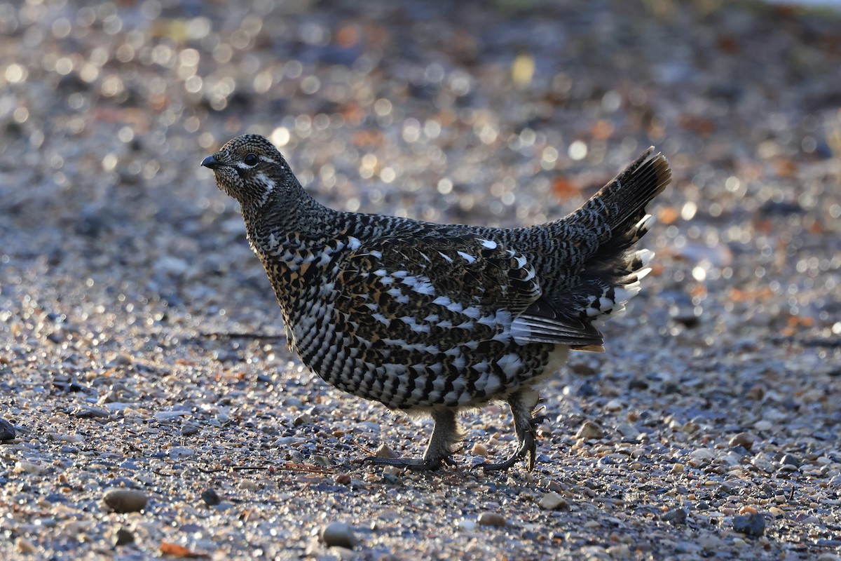 Gallo Canadiense - ML644493863