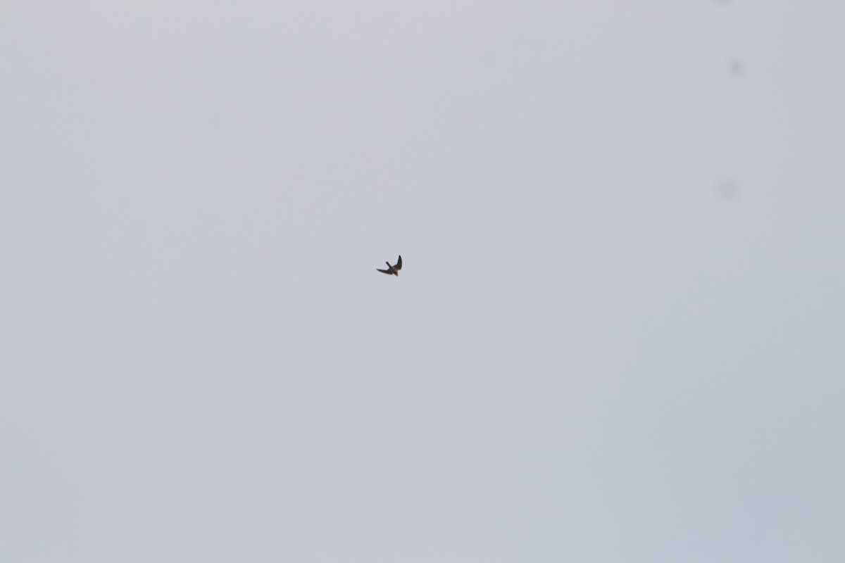 Кобчик - ML644493864