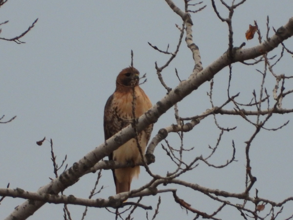 Red-tailed Hawk - ML644493866