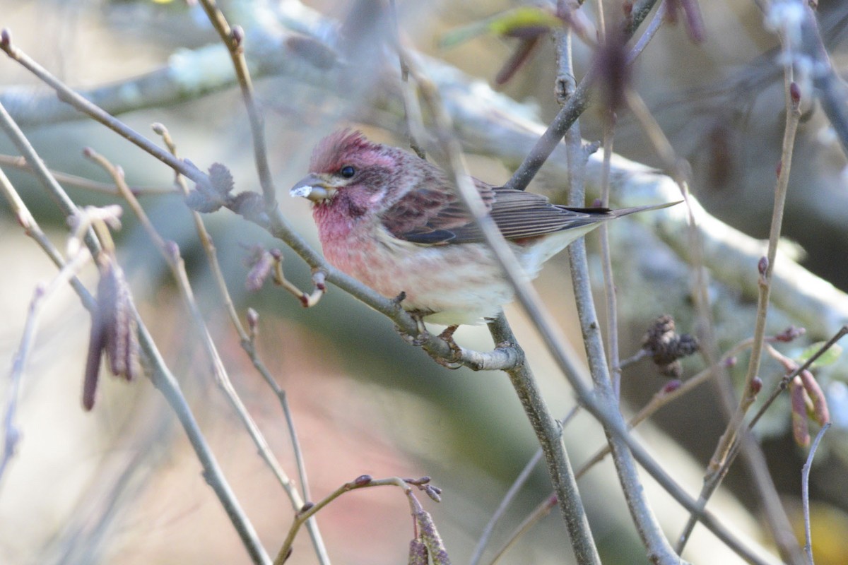 Roselin pourpré - ML644493867