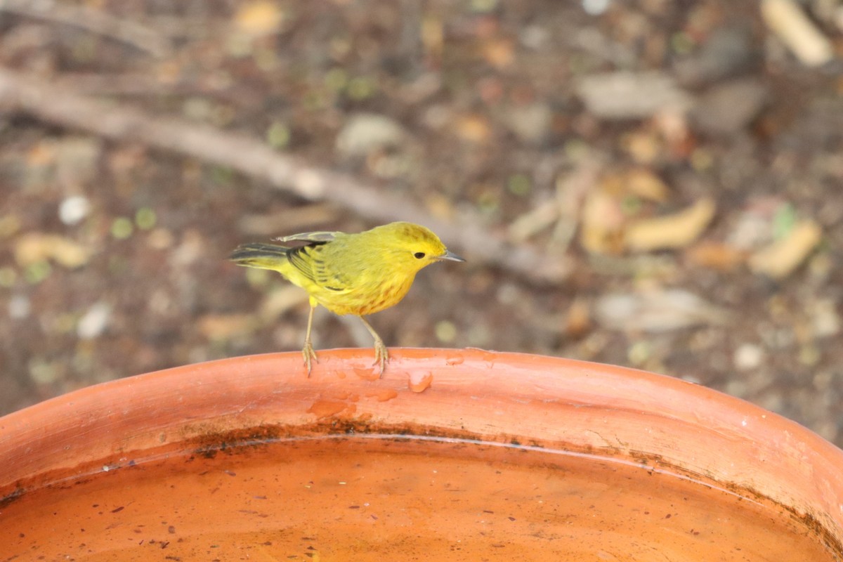 Mangrove Yellow Warbler - ML644493870