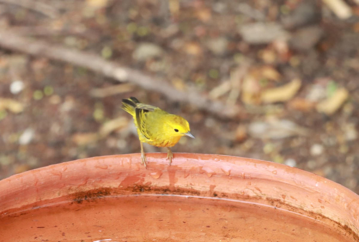 Mangrove Yellow Warbler - ML644493871