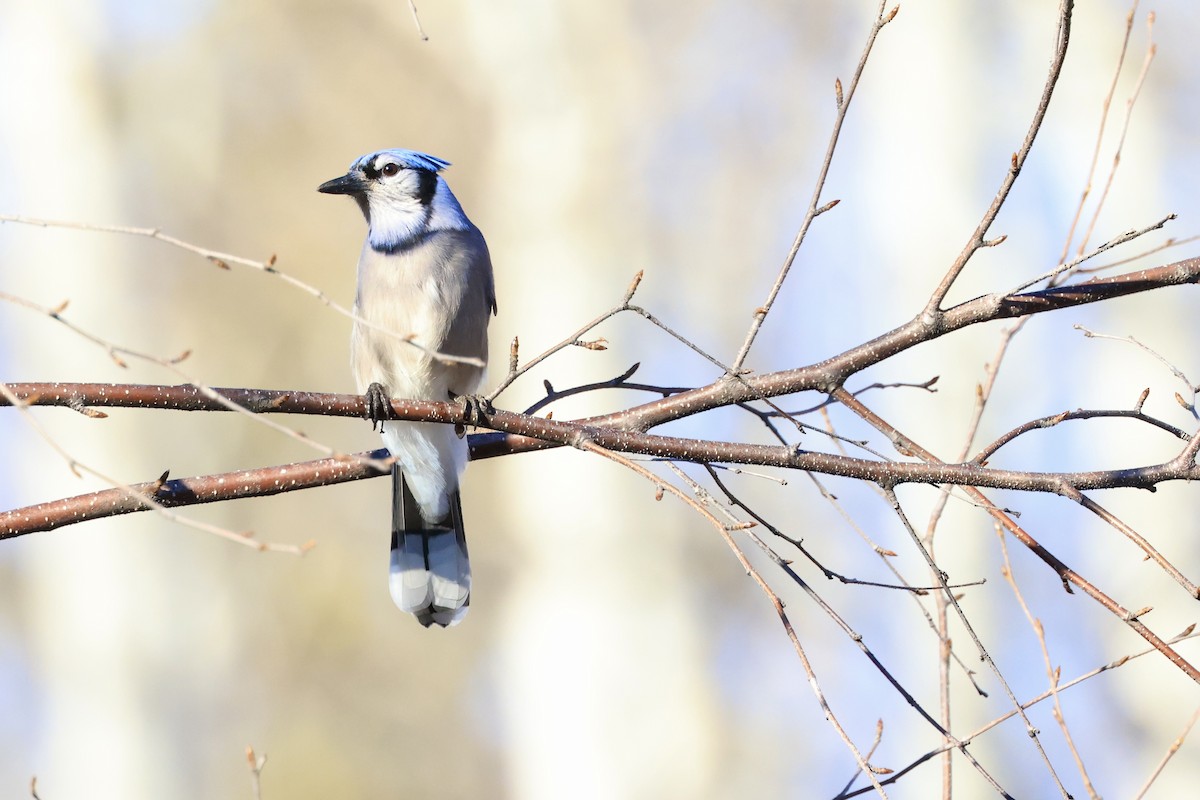 Blue Jay - ML644493873