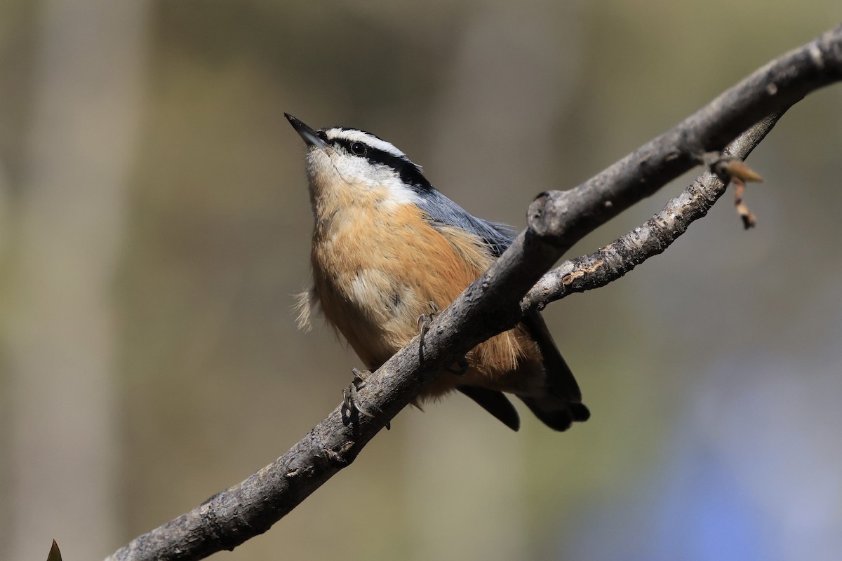 Red-breasted Nuthatch - ML644493876