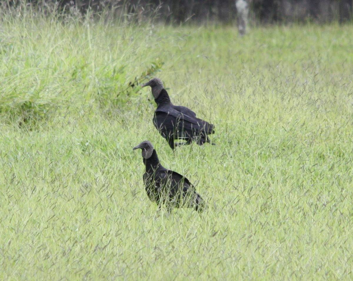 Urubu noir - ML644493887