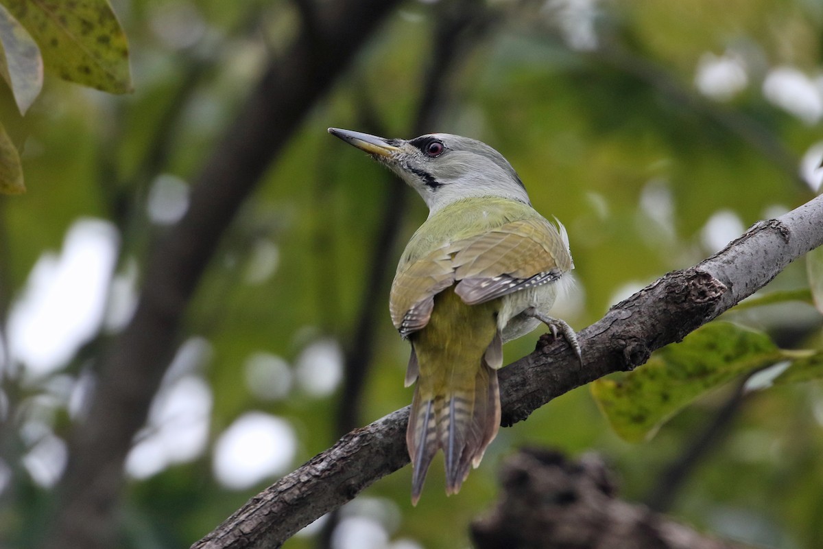 Pic cendré - ML644493895