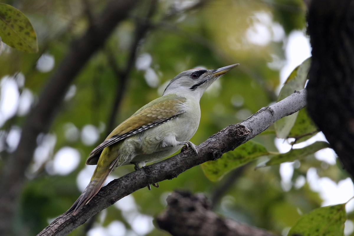 Pic cendré - ML644493896