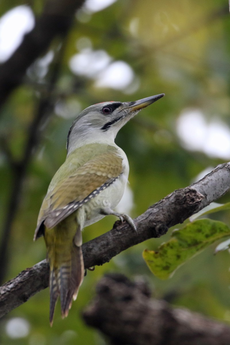 Pic cendré - ML644493897