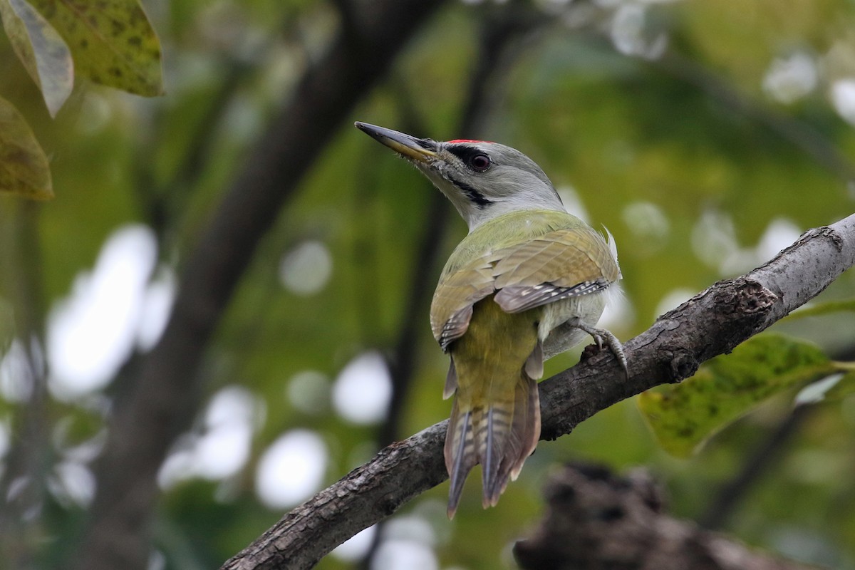 Pic cendré - ML644493898