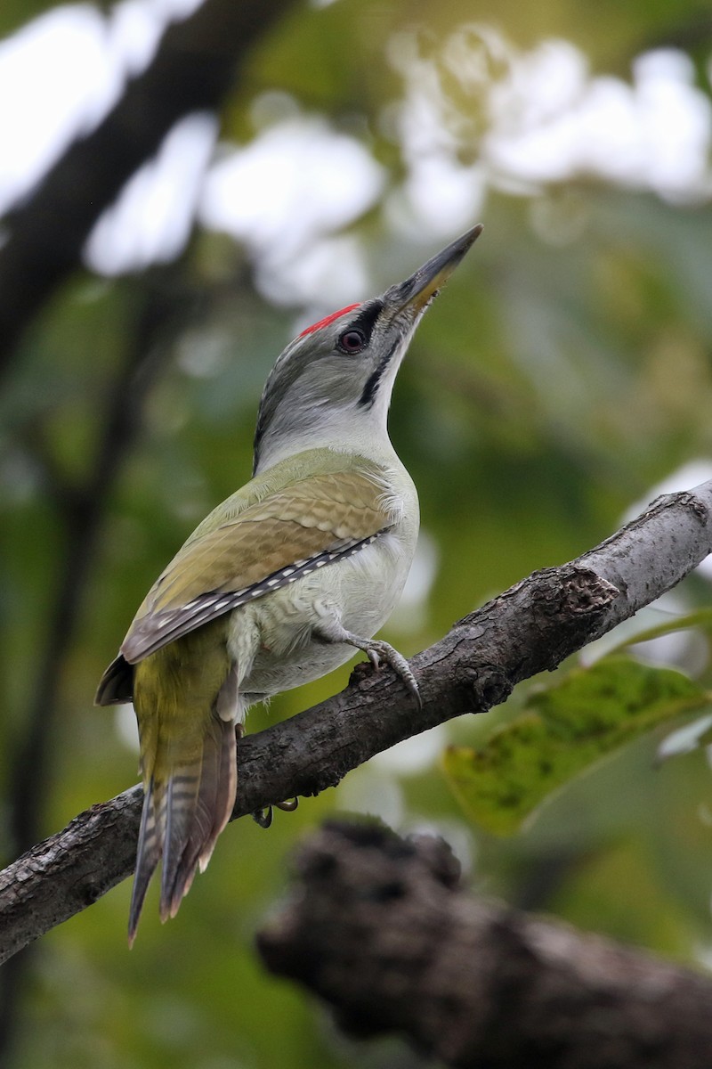 Pic cendré - ML644493899