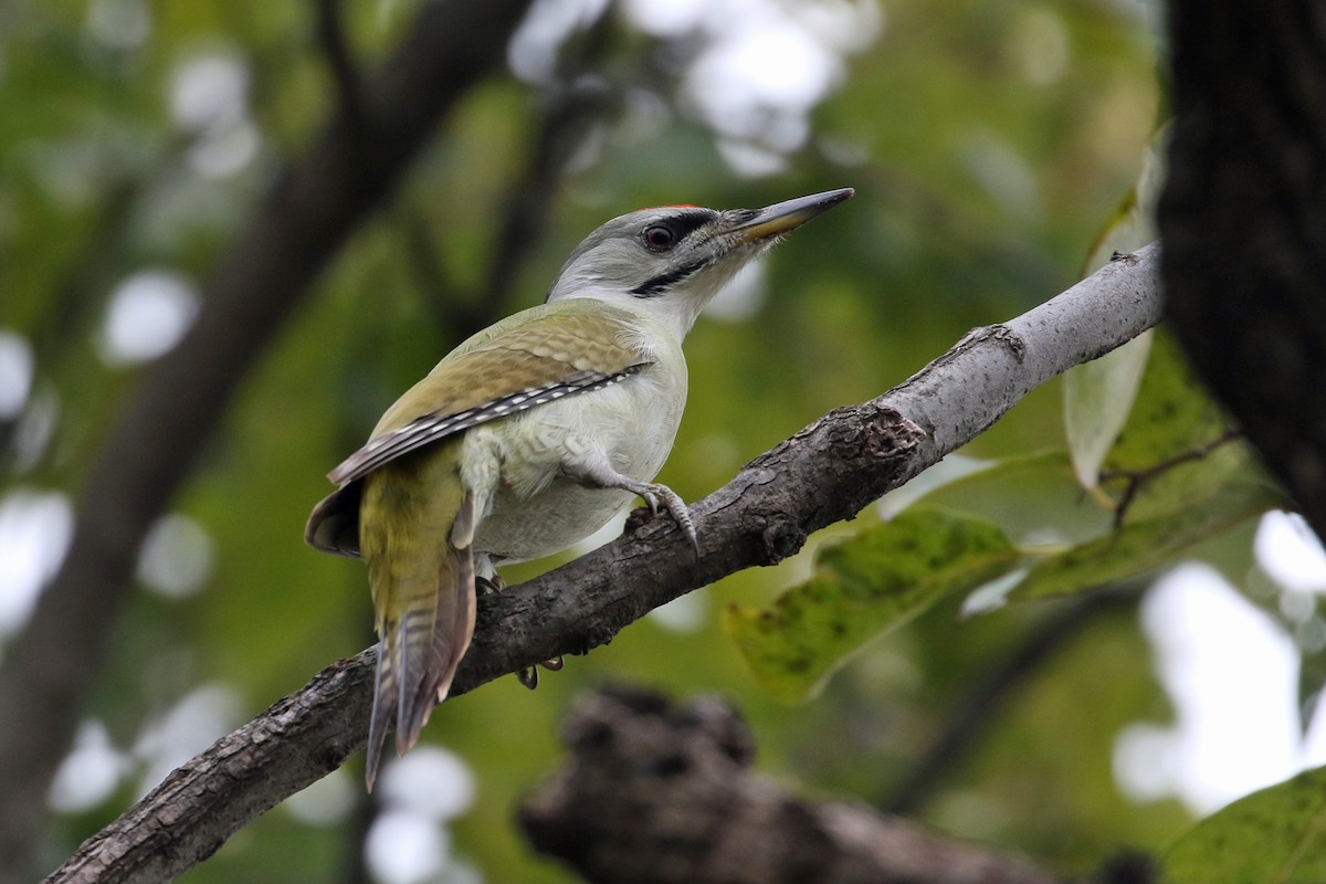 Pic cendré - ML644493900