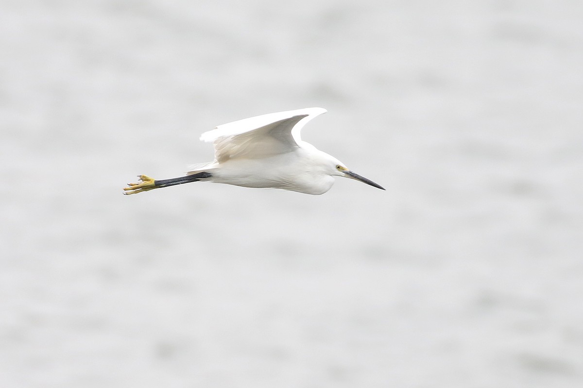 Aigrette garzette - ML644493902