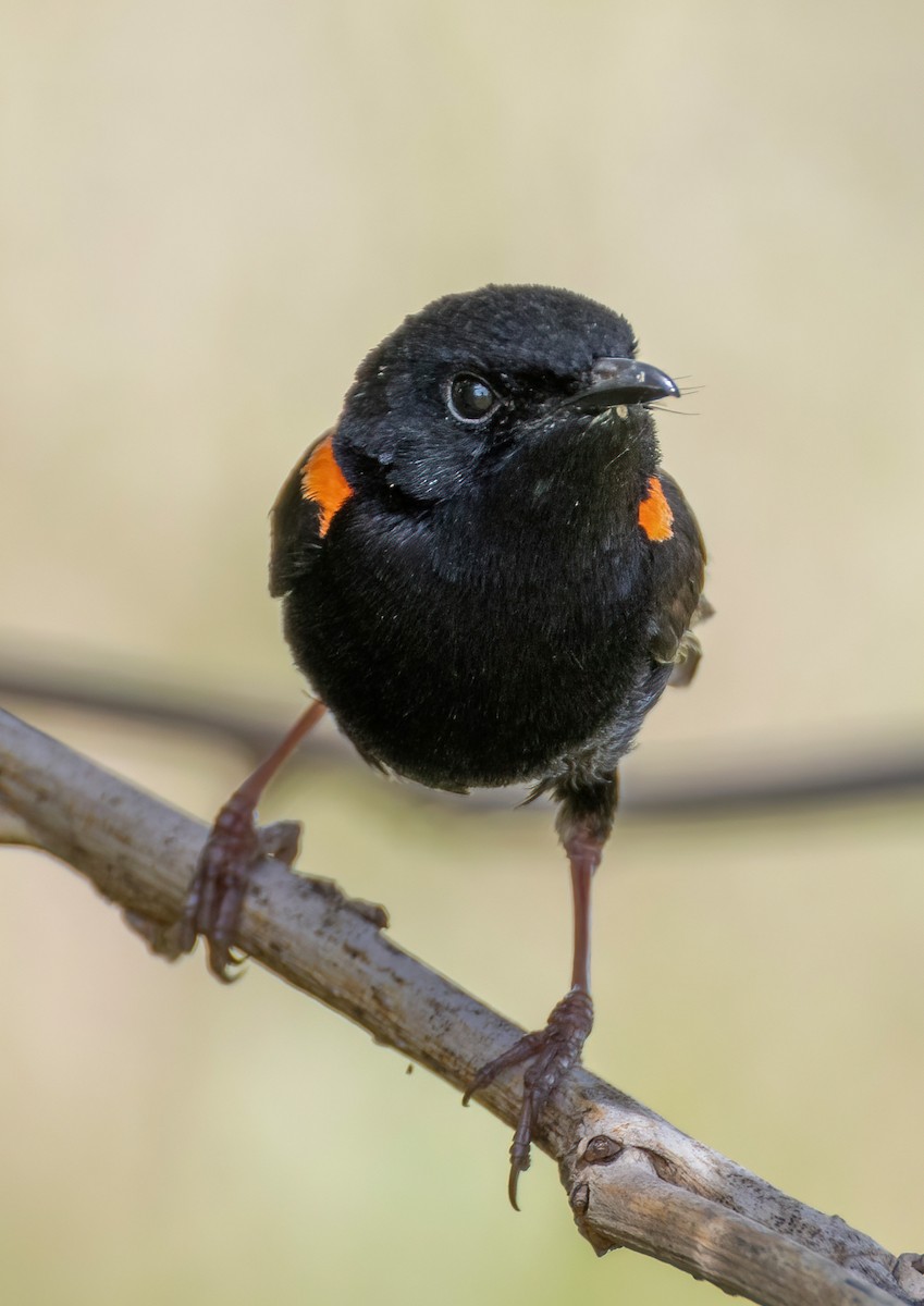 Red-backed Fairywren - ML644493904