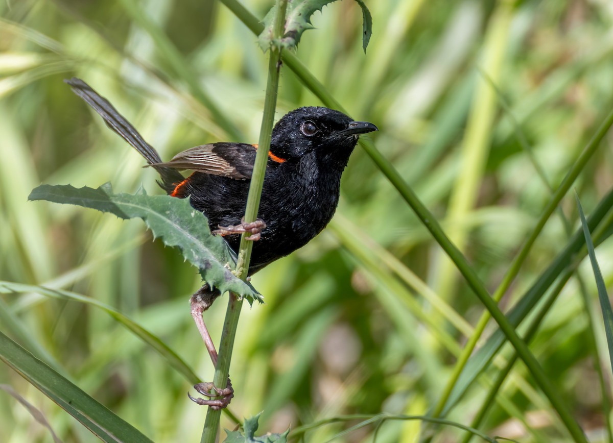 Red-backed Fairywren - ML644493905