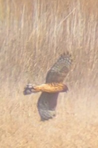 Northern Harrier - ML644493911