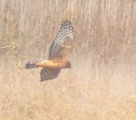 Northern Harrier - ML644493912