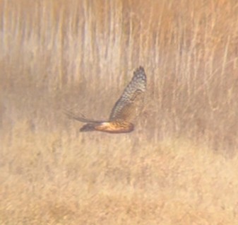 Northern Harrier - ML644493913