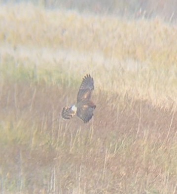 Northern Harrier - ML644493914