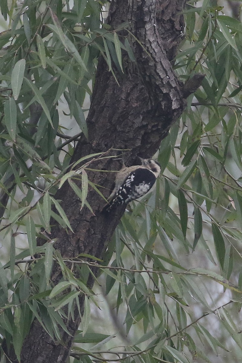 Gray-capped Pygmy Woodpecker - ML644493917