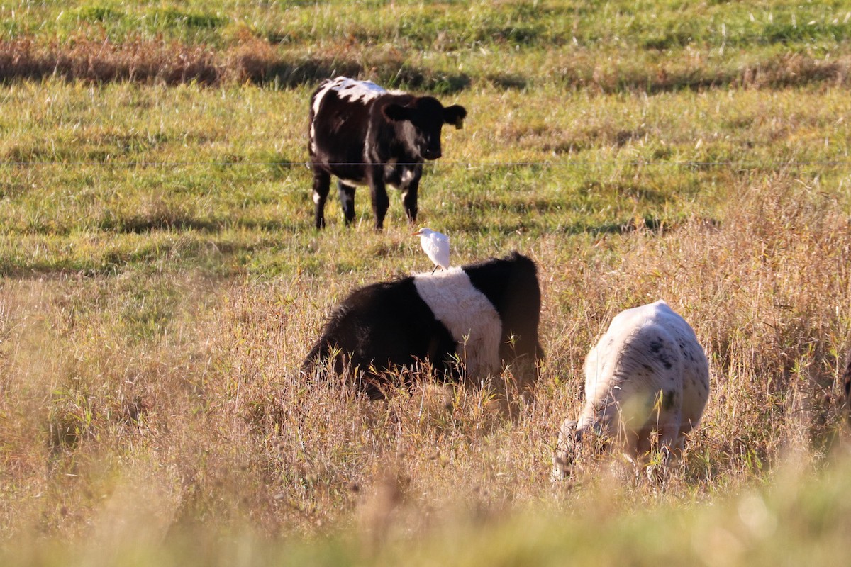 Western Cattle-Egret - ML644493919