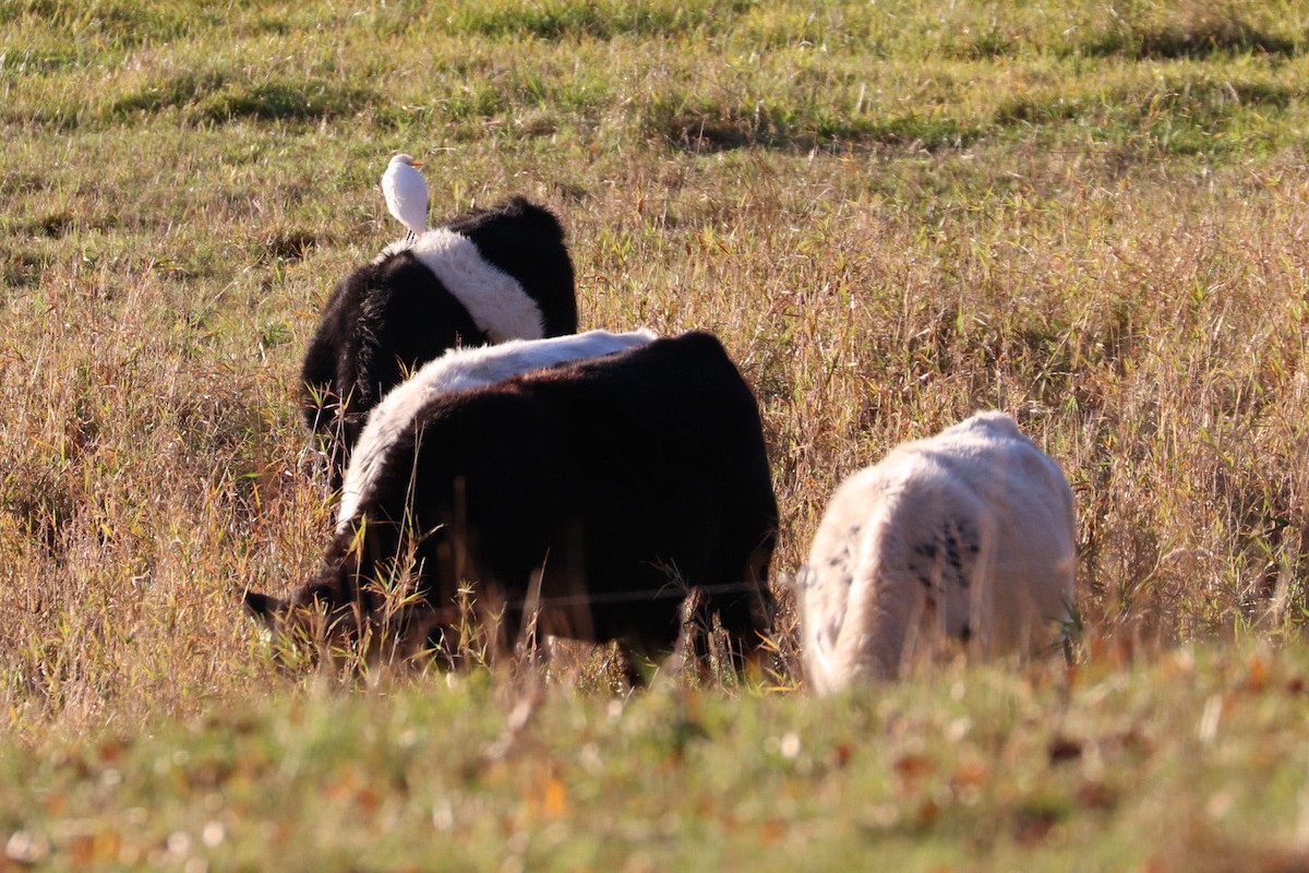 Western Cattle-Egret - ML644493920