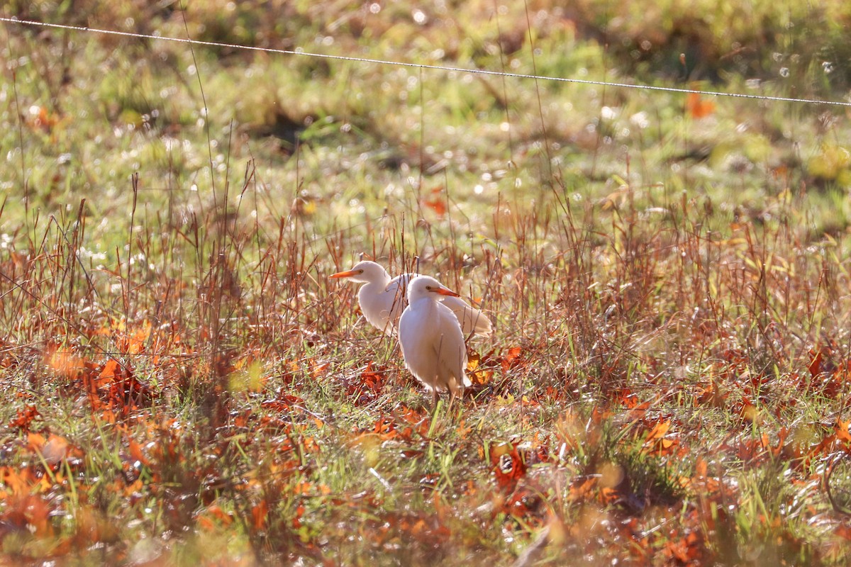 Western Cattle-Egret - ML644493921