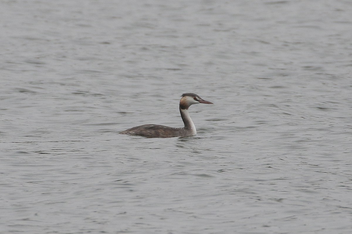 Svasso maggiore - ML644493925