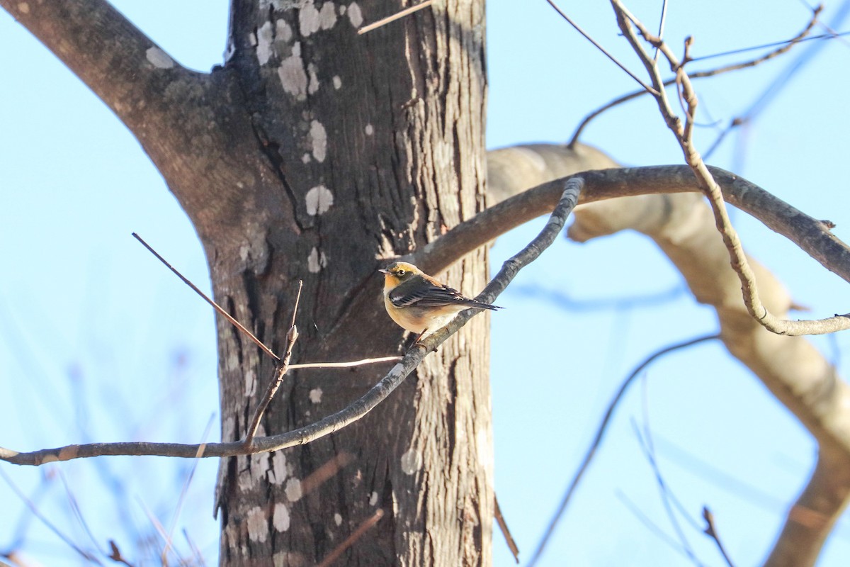 Pine Warbler - ML644493932