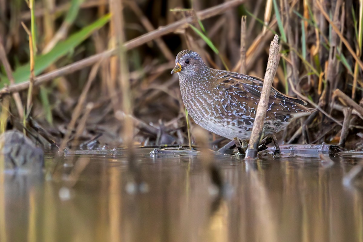 Погоныш - ML644493933