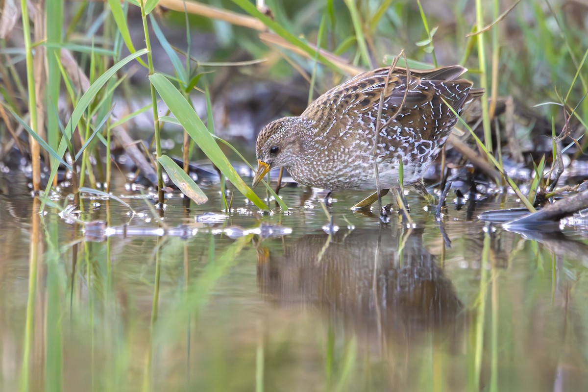 Погоныш - ML644493934