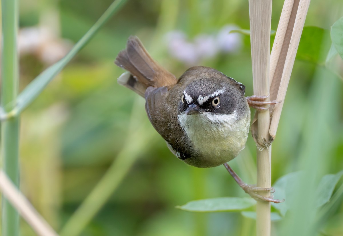 White-browed Scrubwren - ML644493935