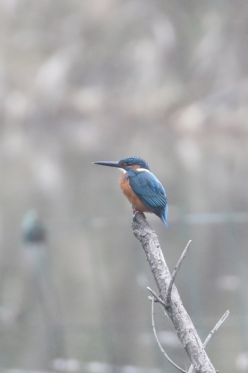 Martin pescatore - ML644493936