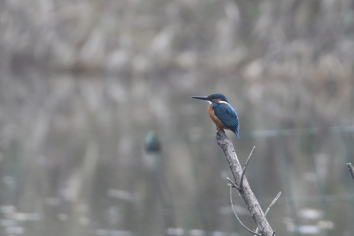 Martin pescatore - ML644493937