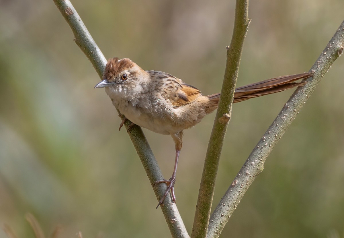 ズアカオオセッカ - ML644493943