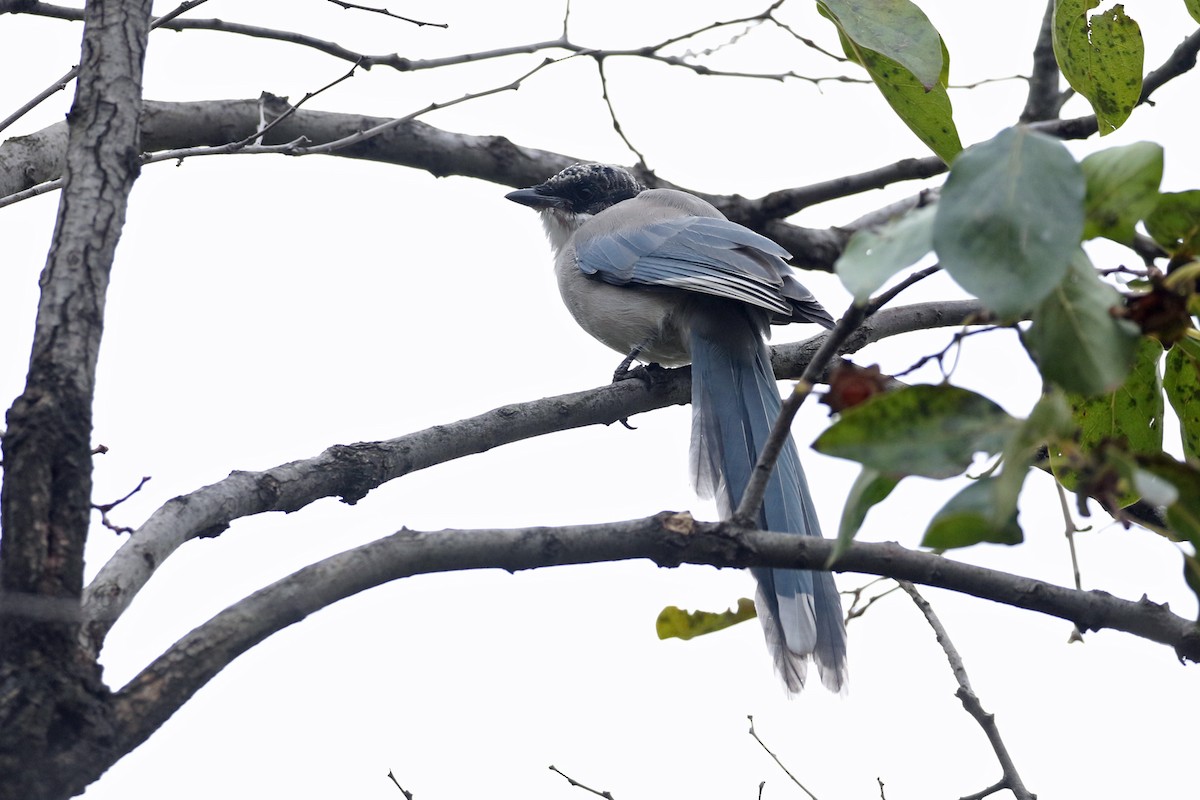 Azure-winged Magpie - ML644493945