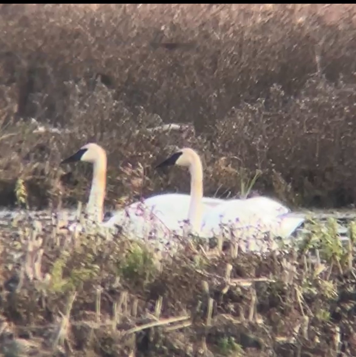 Trumpeter Swan - ML644493947