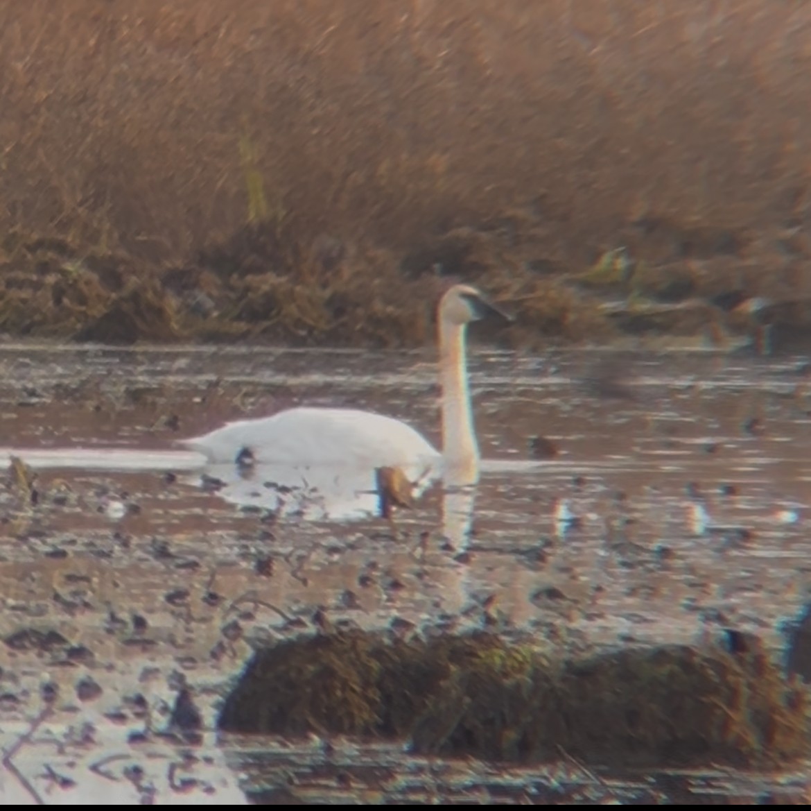 Trumpeter Swan - ML644493948