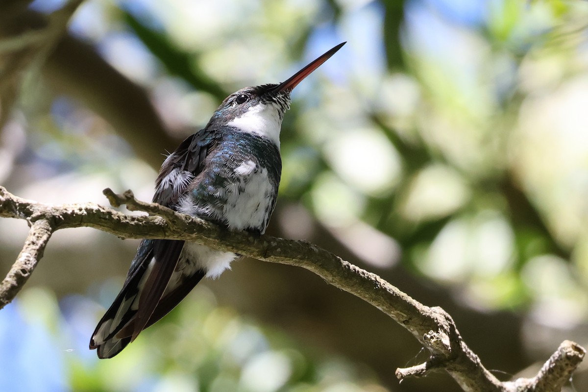 Ak Boğazlı Kolibri - ML644493949