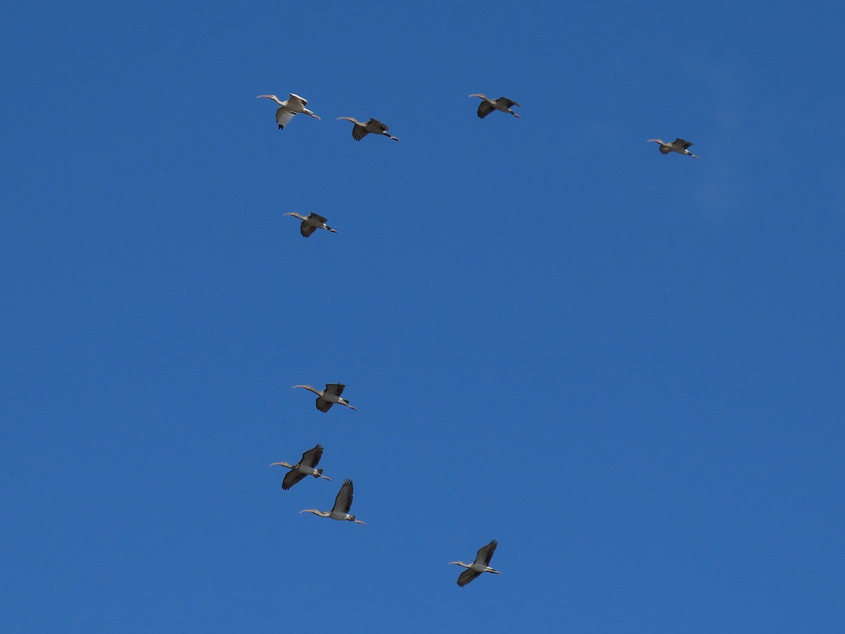 シロトキ - ML644493952